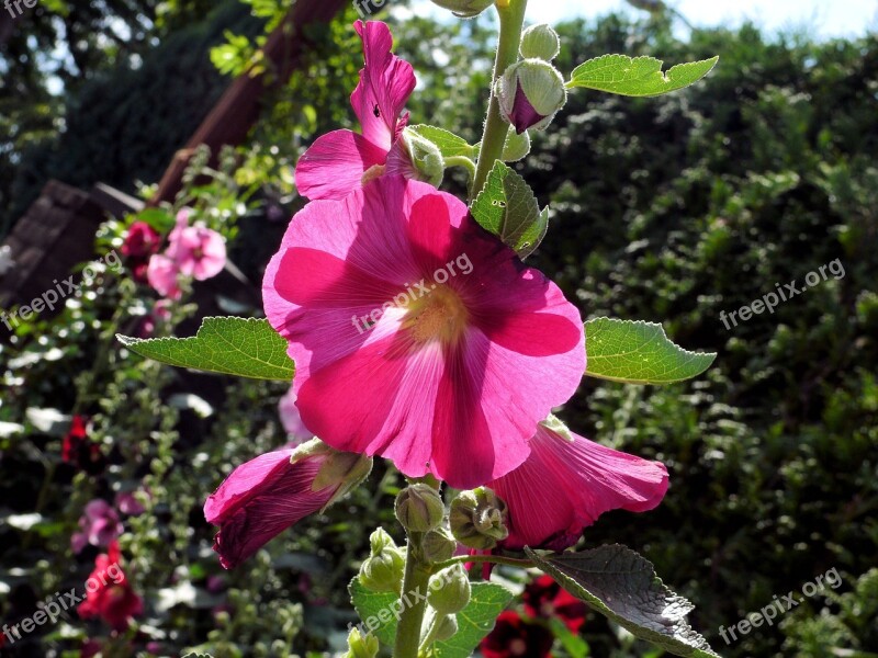 Hollyhock Rose Flower Nature Bloom