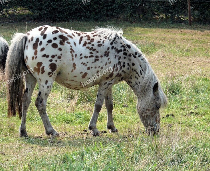 Animal Horse Dotty Countryside Meadow