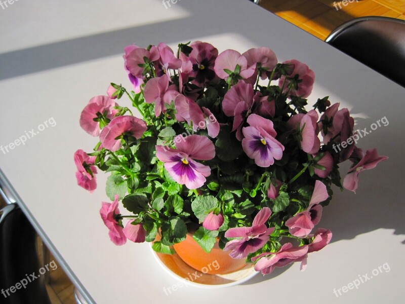 Pansy Flowers Winter Flowers Colorful Pot