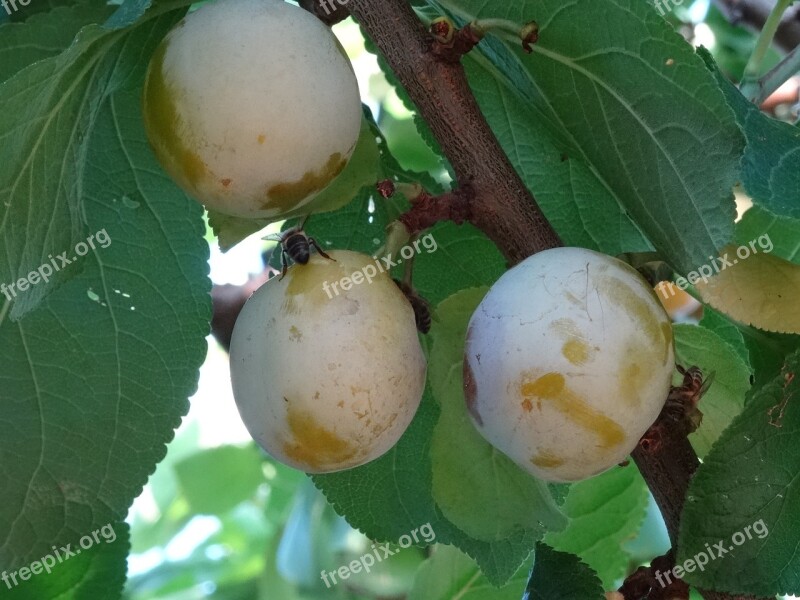 Plums Bees Plantation Free Photos