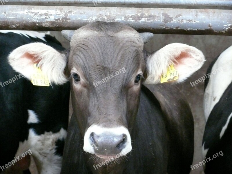 Little Calf Cow Young Animal Grey