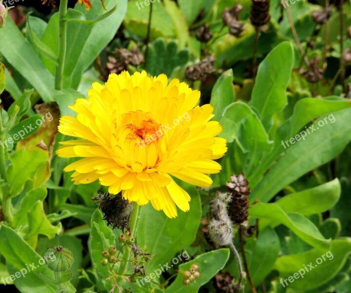 Calendula Flower Yellow Free Photos