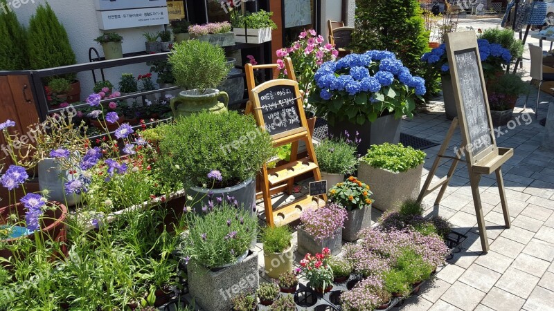 Flower Shop Flowers Mediterranean Cheonan Asan