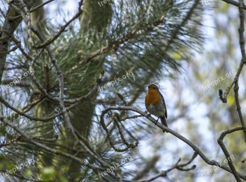 Robin Bird Nature Wildlife Animal