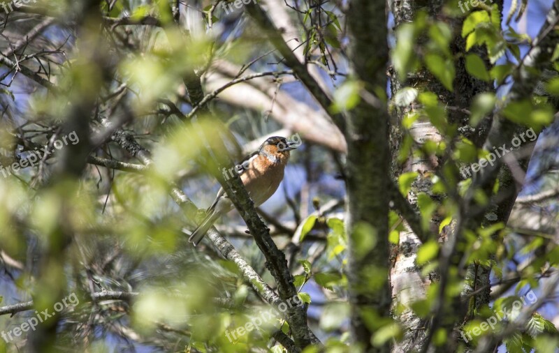 Robin Bird Nature Wildlife Animal