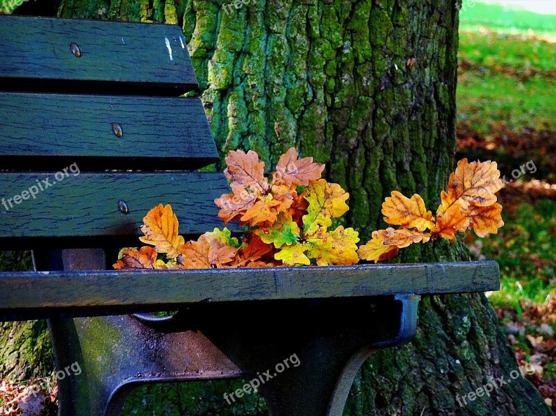 Autumn Autumn Walk Golden Autumn Colorful Leaves Nature