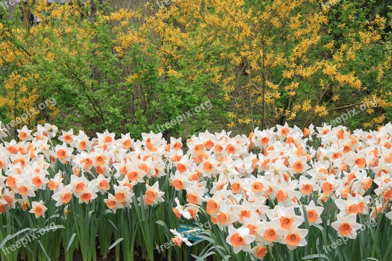 Narcissus Flowers Public Garden Delicacy Plants