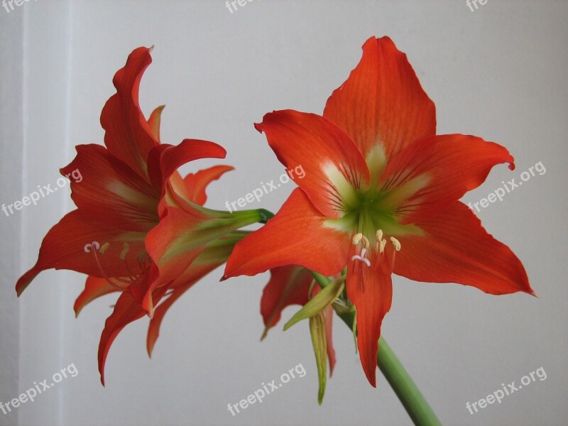 Lily Red Potted Flower Attractive Free Photos