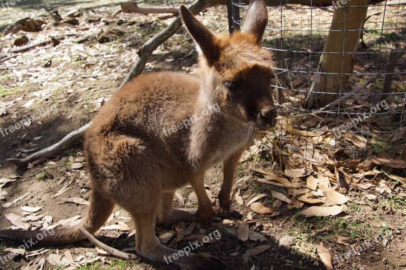 Kangaroo Wallaby Animal Marsupial Herbivore