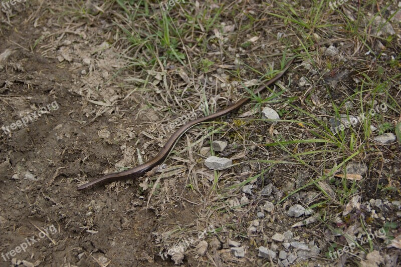 Snake Slow Worm Natrix Lizard Nature