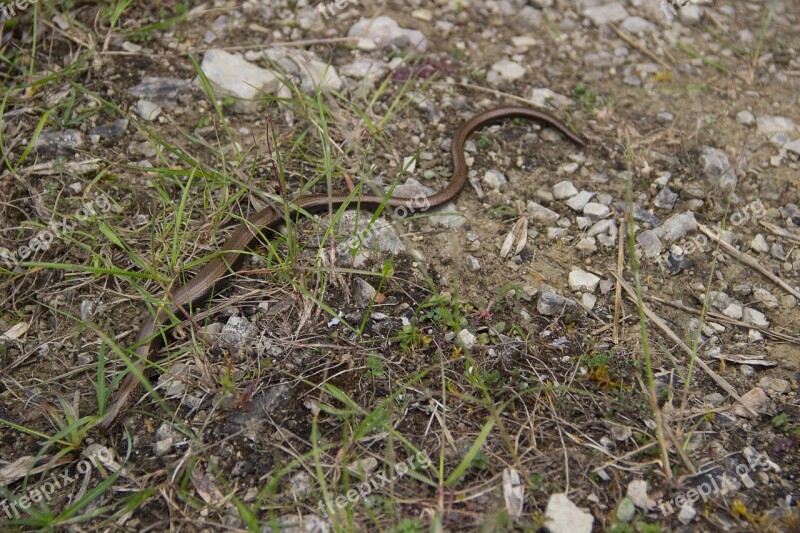 Nature Slow Worm Snake Crawl Reptile