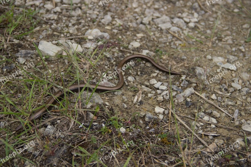 Snake Natrix Slow Worm Nature Ground