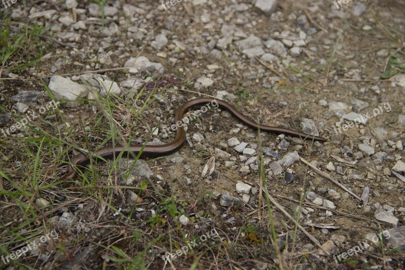 Snake Slow Worm Natrix Lizard Nature