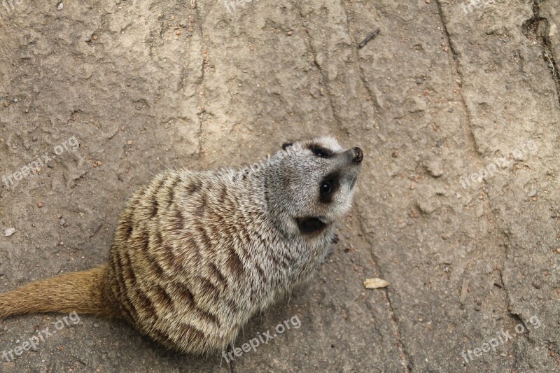 Meercat Looking Cute Zoo Nature