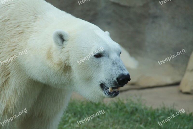 Polar Bear White Teeth Ears Eyes