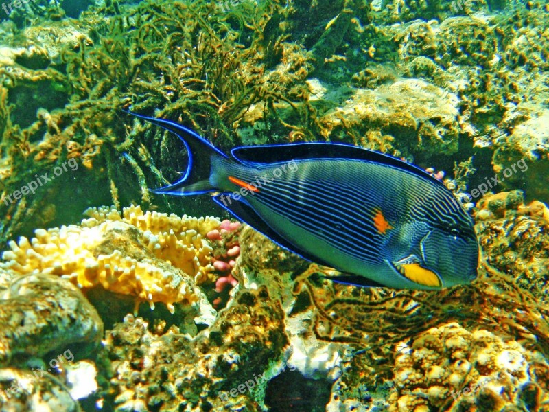 Fish Cay The Red Sea Egypt Hurgada