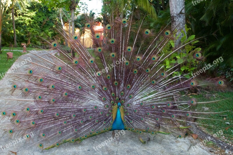 Peacock Animal Peacock Feather Color Elegance