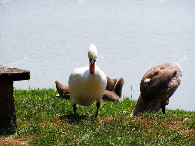 Swan Mama Swan Swan Chicks Waterfowl Free Photos