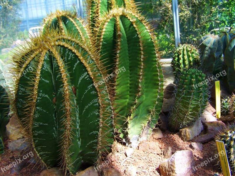 Cactus Mexican Cactus Botanical Garden Pecs Free Photos