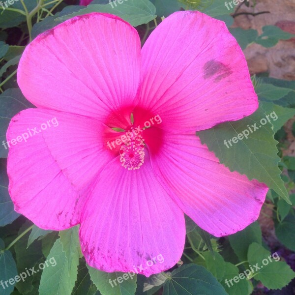 Flower Pink Ibiscus Summer Macro