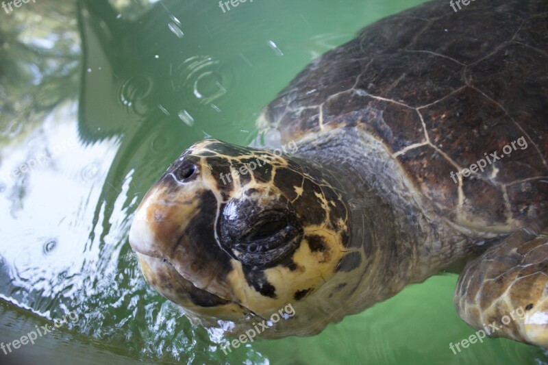 Turtle Loggerhead Turkey Ocean Animal