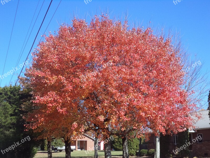 Autumn Fall Colors Nature Leaf