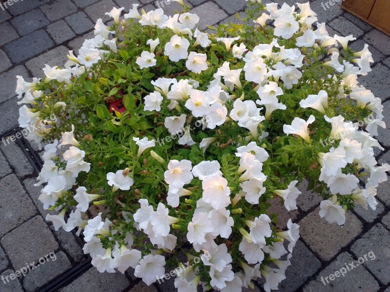 Flowers Flowerpot Flower Plant Botany