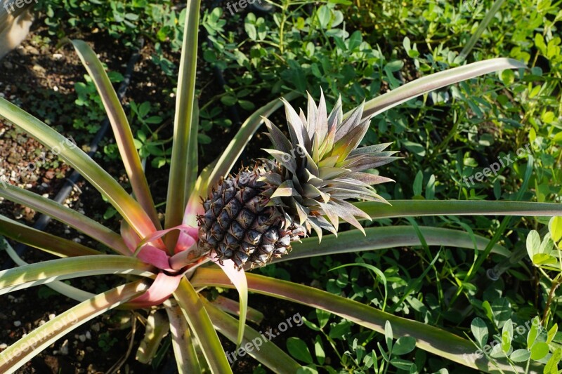 Pineapple Grow Green Tree Exotic