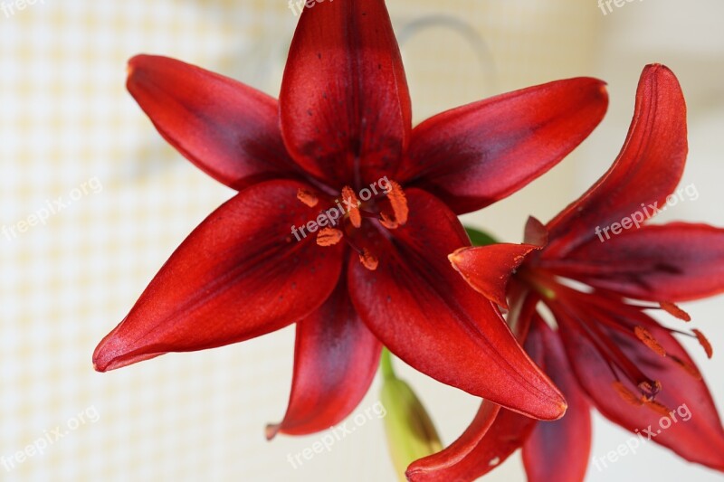 Lily Red Plant Flowers Schnittblume