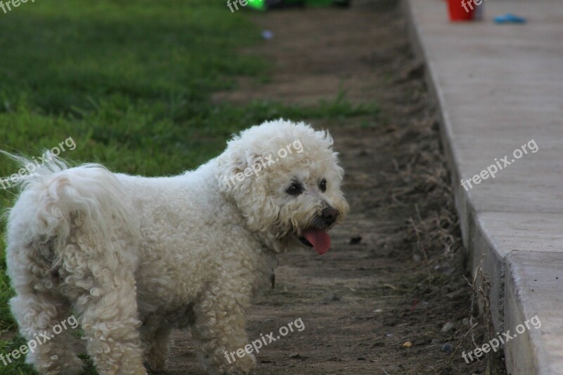 Dog Bichón Frise Park Grass