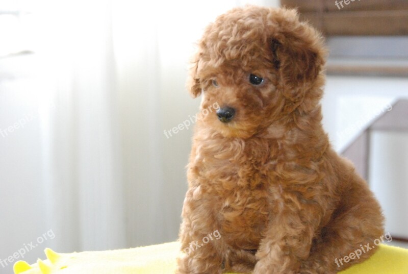 Baby Happy Toys Brown Teddy Bear