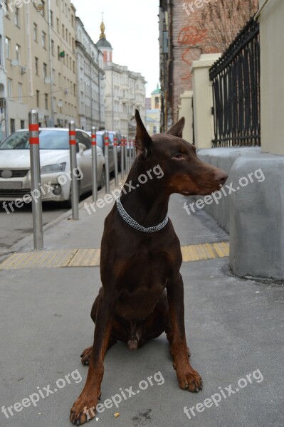 Animals Doberman Each Dog Brown