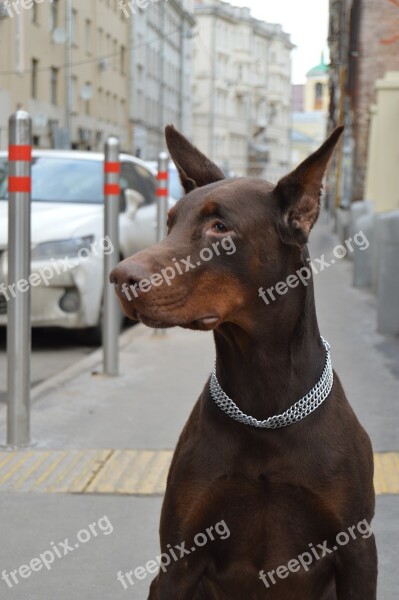 Animals Doberman Each Street Dog