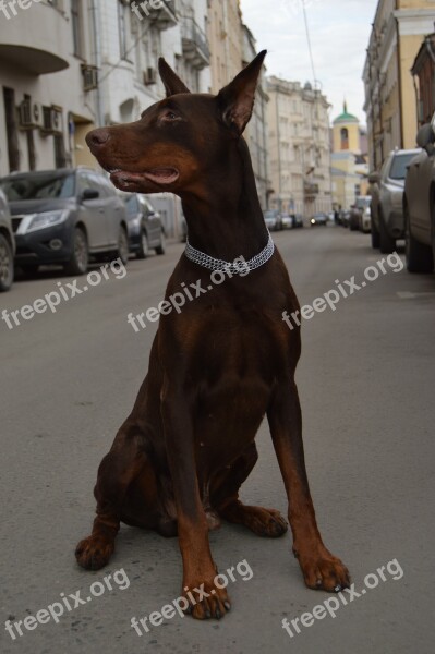 Animals Doberman Each Street City