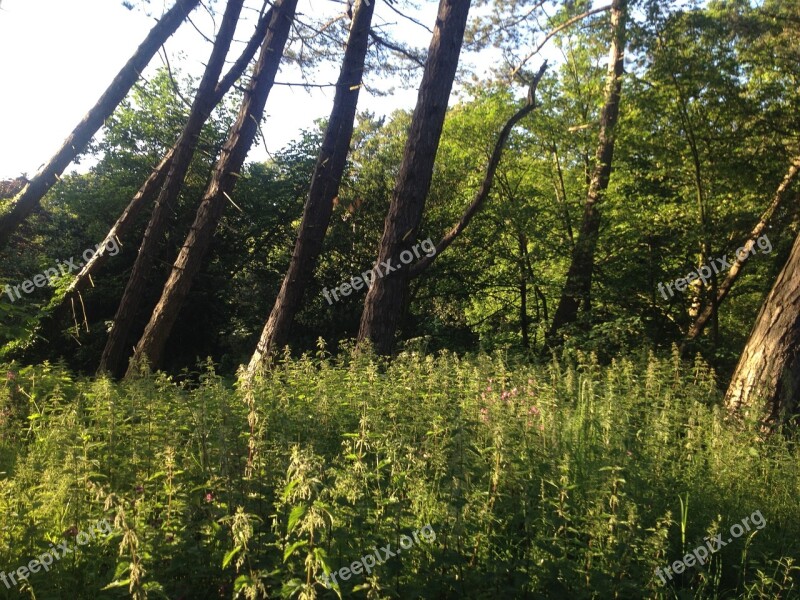 Hardwood Timber Green Forest Trees