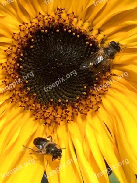 Flowers Sunflower Nature Animals Bees