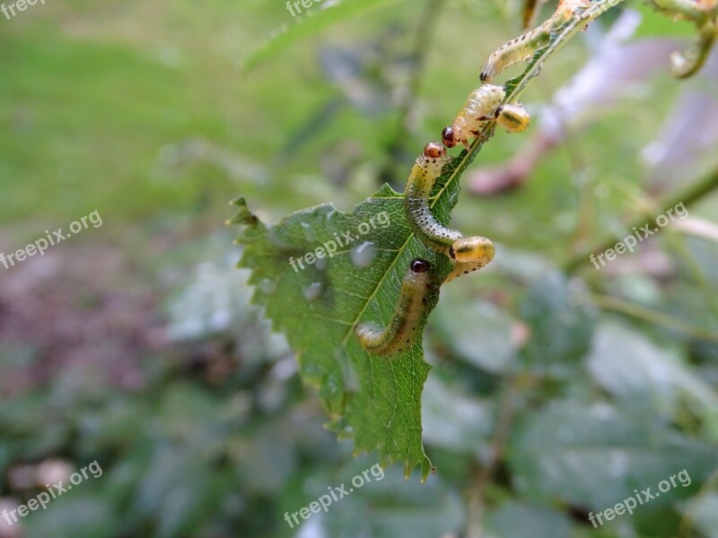 Track Leaves Nature Eat Worm