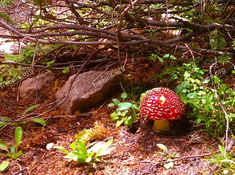 Forest Mushrooms Toadstools Fairy Nature