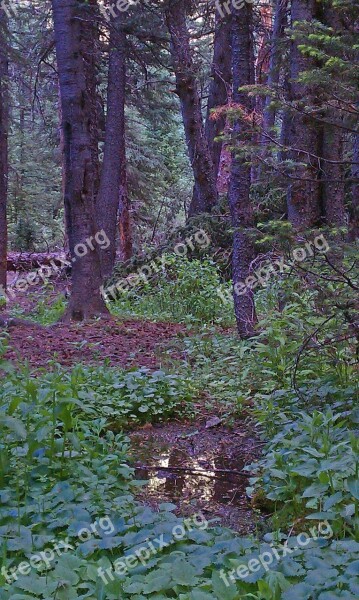 Forest Creek Stream Green Outdoor