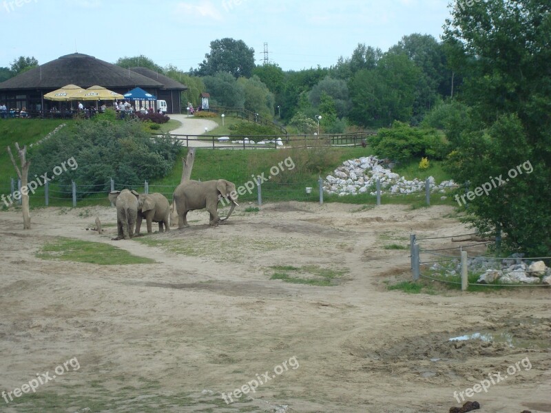 Zoo Elephants Poznan Trip For Children