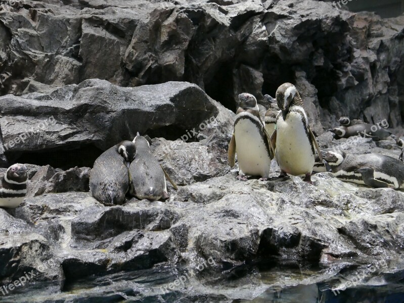 Penguins Nature Animals Rocks Habitat