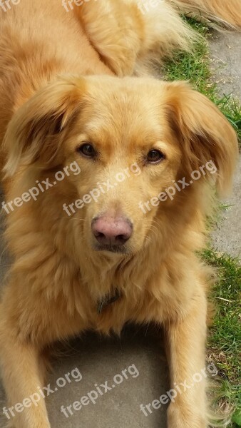 Dog Red Ginger Toller Nova Scotia Duck Tolling Retriever