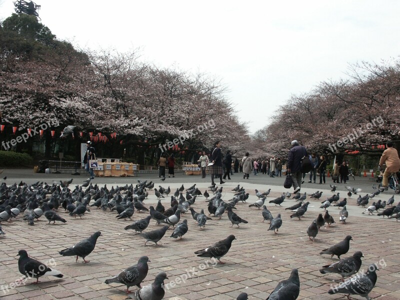 Ueno Park Early Morning Park Dove Eating