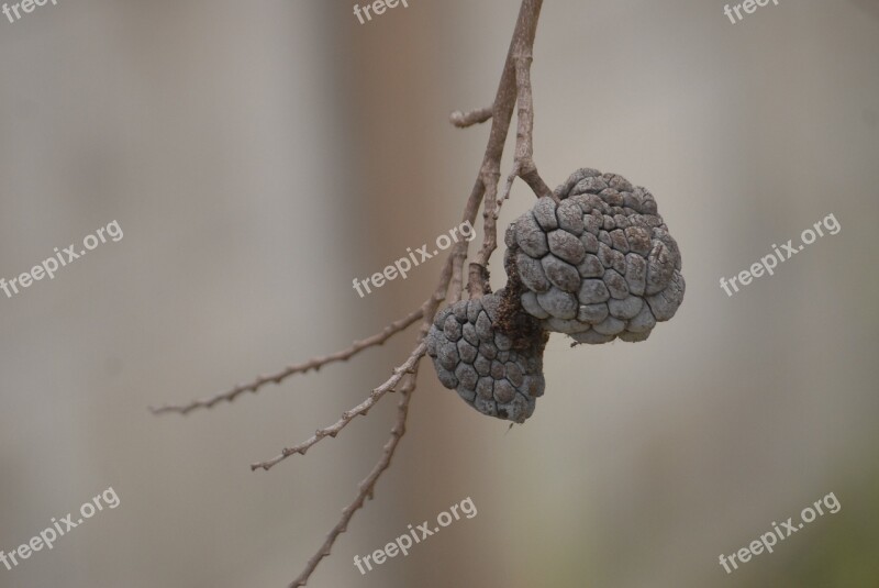 Dried Custard Apple Background Green Leaf Free Photos