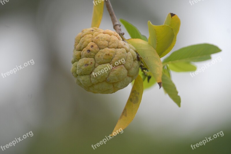 Custard Apple Background Green Leaf Free Photos