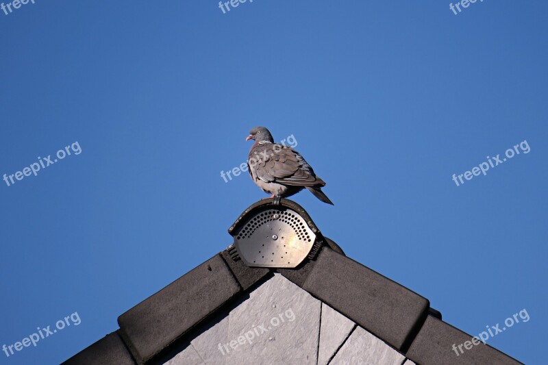 Dove Ringdove Bird Roof Gable