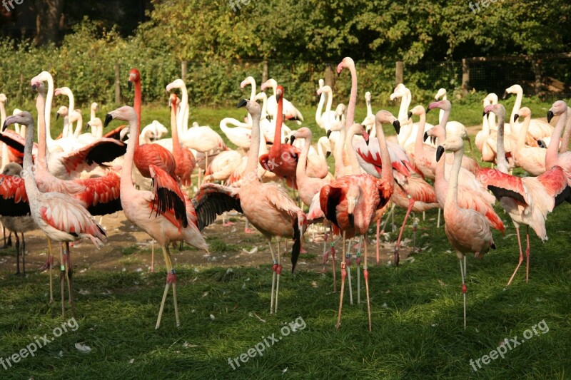 Flamingo Bird Birds Pink Flamingo Pond