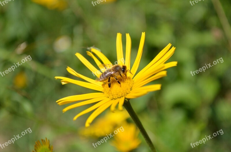 Bee Flower Blossom Bloom Insect