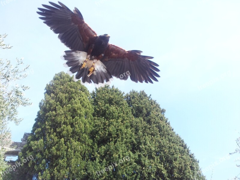 Aquila Birds Flight Feathers Bird Of Prey