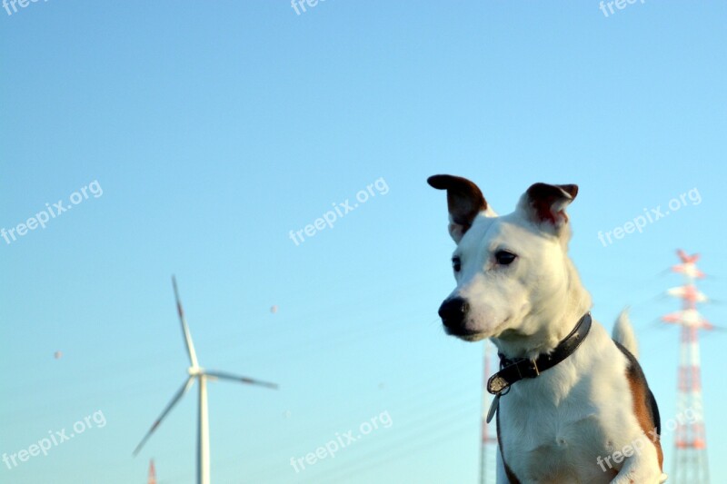 Dog Terrier Jack Russel Theo Animal